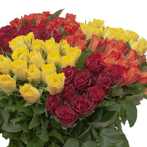 ROSE AUTUMN MIX (SMALL HEADS)