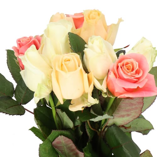 ROSE AVALANCHE PASTEL MIX