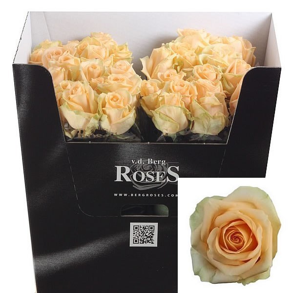 ROSE AVALANCHE PEACH