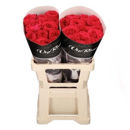 ROSE BACHELOR
