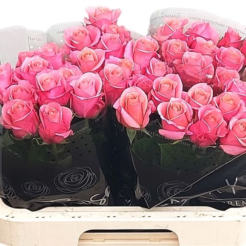 ROSE BARBY