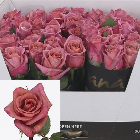 ROSE BARISTA