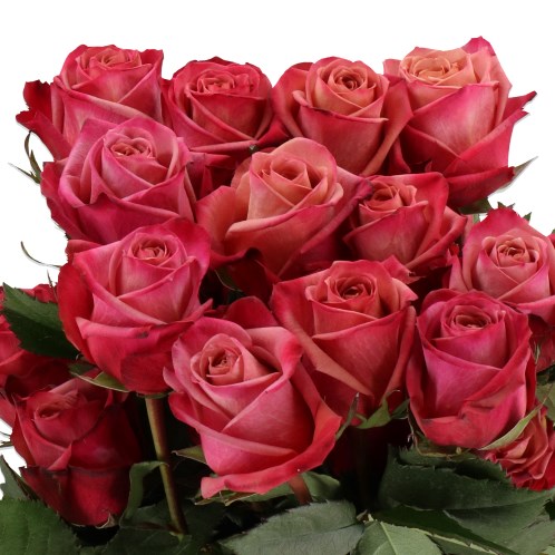 ROSE BARISTA (ECUADOR LARGE HEADS)
