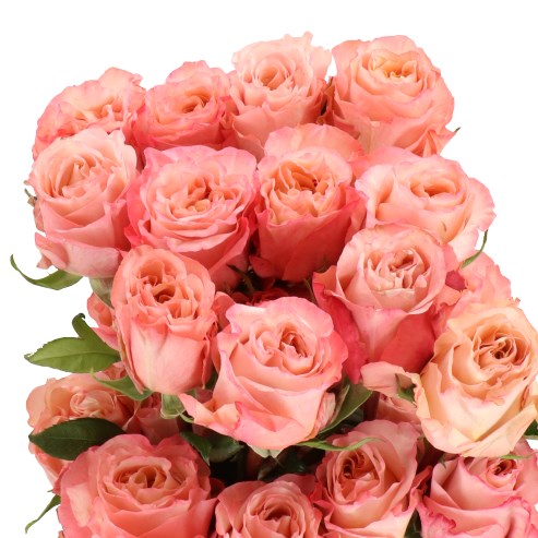 ROSE BARU (ECUADOR LARGE HEADS)