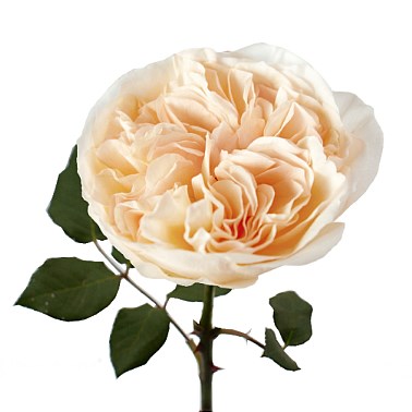 ROSE BESSIE - DAVID AUSTIN