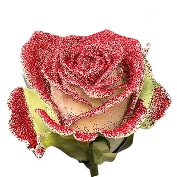 ROSE BIO GLITTER RED