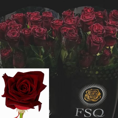 ROSE BLACK BACCARA (ECUADOR LARGE HEADS)