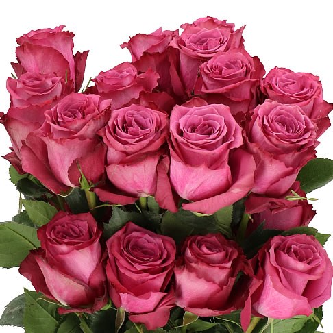 ROSE BLUE BERRY (ECUADOR LARGE HEADS)