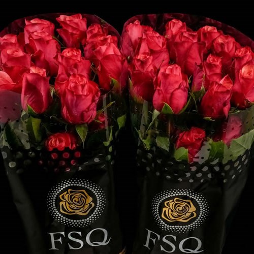 ROSE BOGART (ECUADOR LARGE HEADS)