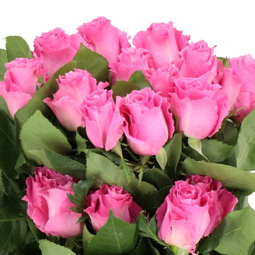 ROSE BREATHLESS (ECUADOR LARGE HEADS)