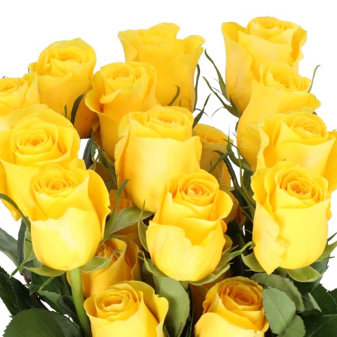 ROSE BRIGHTON (ECUADOR LARGE HEADS)