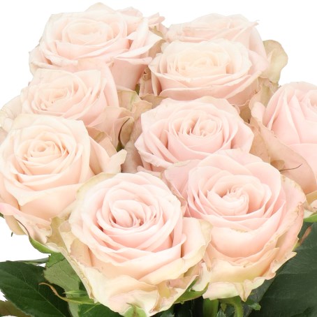 ROSE CAFE