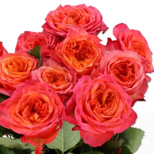 ROSE CAMPARI