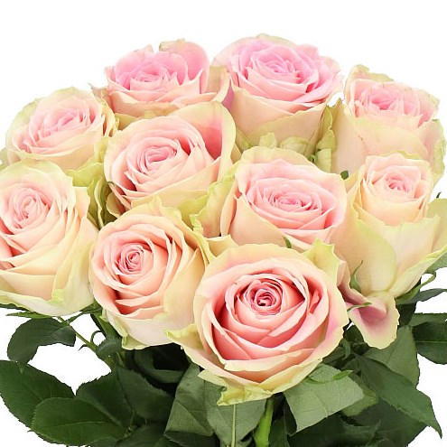 ROSE CANDY HORIZON