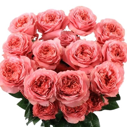 ROSE CANDY X-PRESSION (ECUADOR LARGE HEADS)