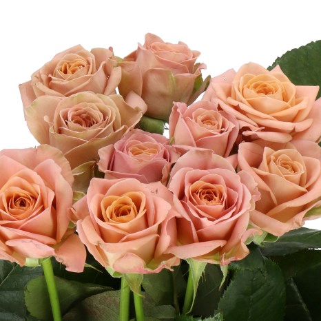 ROSE CAPPUCCINO