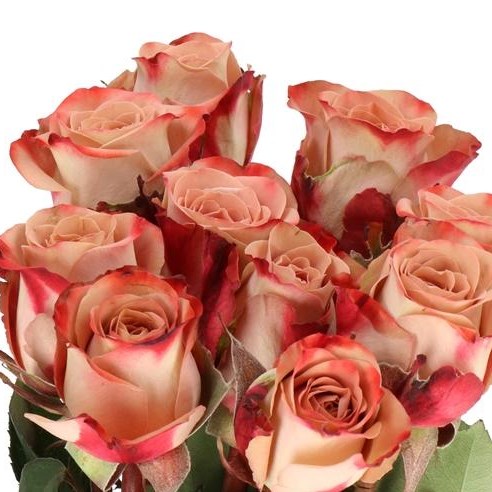 ROSE CAPPUCCINO (V SMALL)