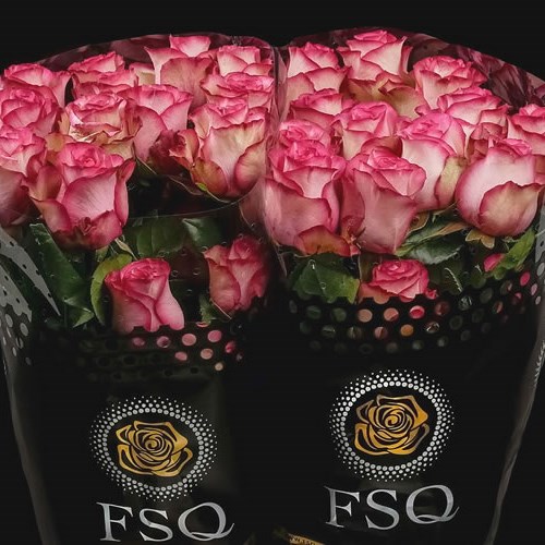 ROSE CAROUSSEL (ECUADOR LARGE HEADS)