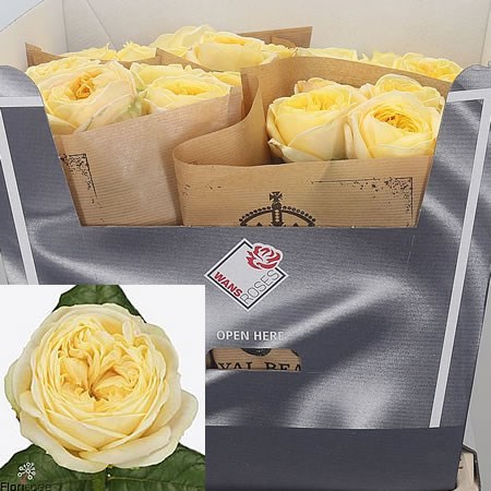 ROSE CASSANDRA