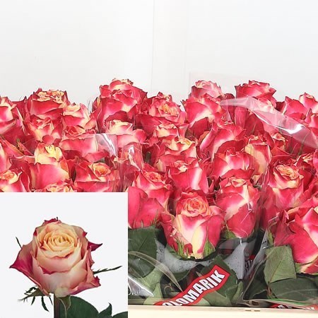 ROSE CHAPEAU