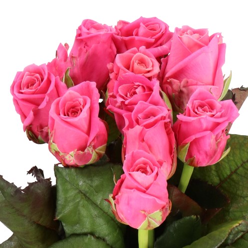 ROSE CHARLOTTE