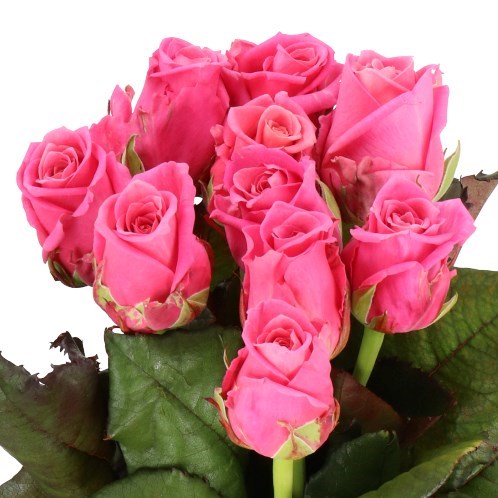 ROSE CHARLOTTE
