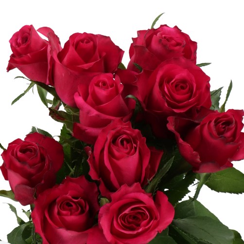 ROSE CHERRY BLAZE