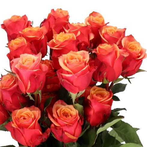 ROSE CHERRY BRANDY (ECUADOR LARGE HEADS)