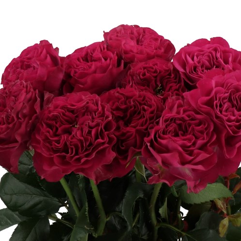 ROSE CHERRY VELVET