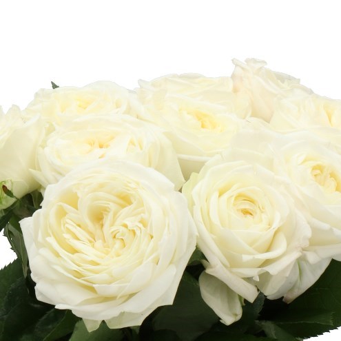 ROSE CHIC WHITE