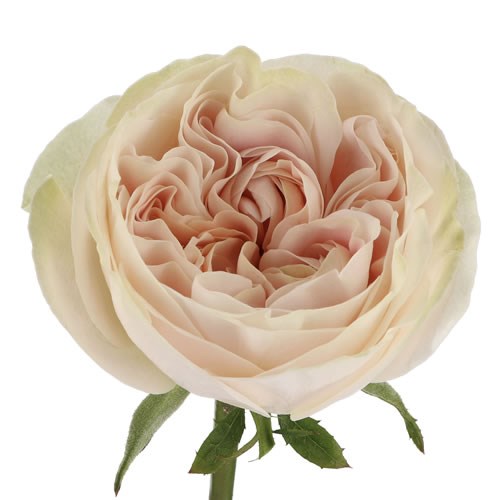 ROSE CHIFFON