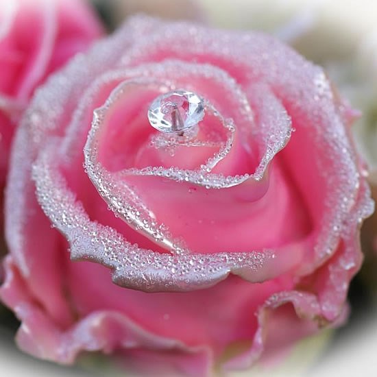 Buy Waxed Roses & Waxed Rose Hips | Wholesale Flowers & Florist Supplies UK