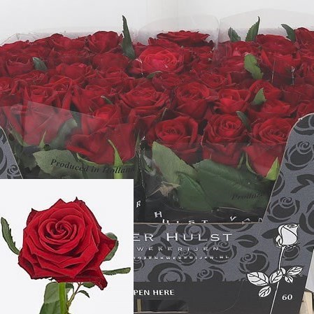 ROSE CON AMORE
