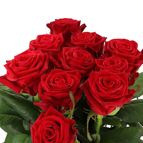 ROSE CON AMORE