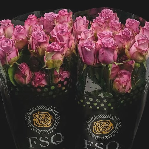 ROSE COOL WATER (ECUADORIAN LARGE HEADS)