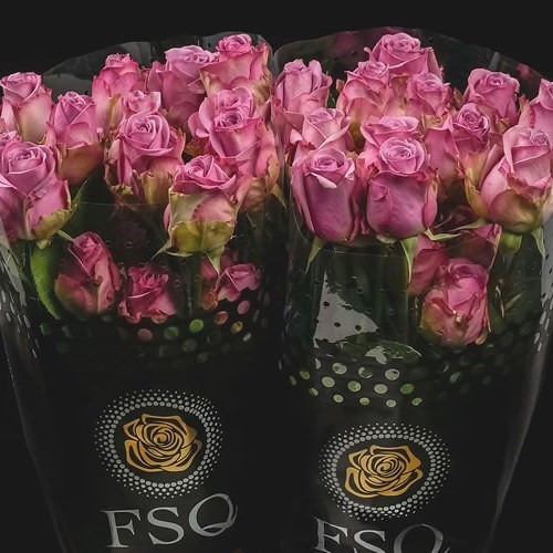 ROSE COOL WATER (ECUADORIAN LARGE HEADS)