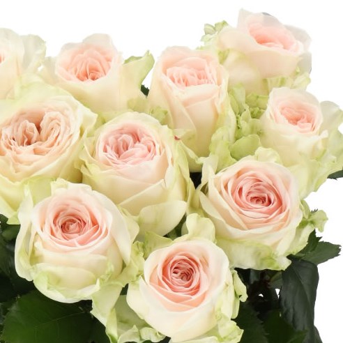 ROSE CORNWALL