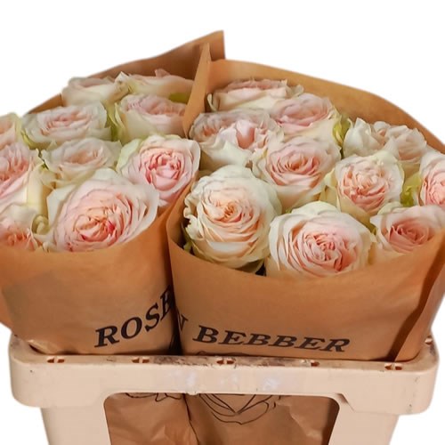 ROSE CORNWALL