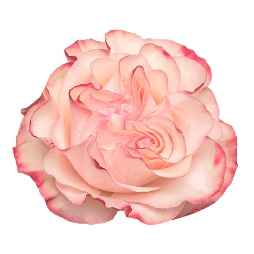 ROSE COUNTRY CANDY (ECUADOR LARGE HEADS)