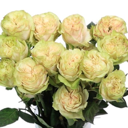 ROSE COUNTRY SECRET (ECUADOR LARGE HEADS)