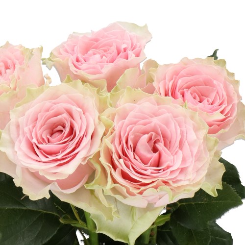 ROSE COUNTRY SPIRIT PEONIA