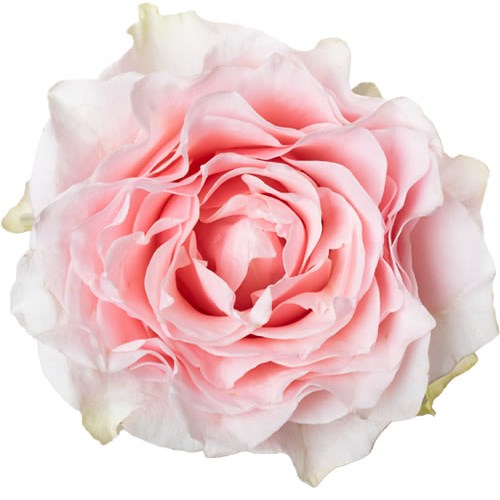 ROSE COUNTRY SPIRIT PEONIA