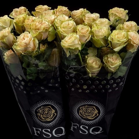 ROSE CUTE ENIGMA (ECUADOR LARGE HEADS)