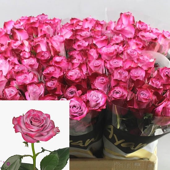 ROSE DEEP PURPLE