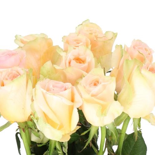ROSE DELPHINE