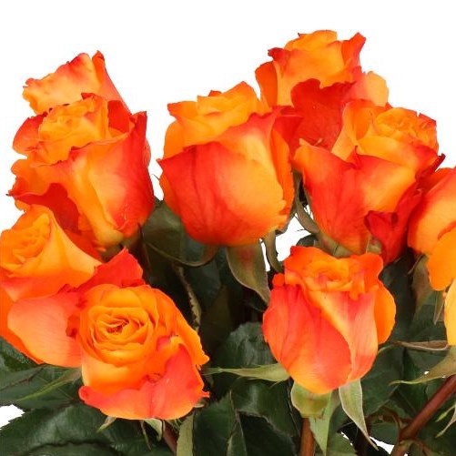 ROSE DIYAS FIRE (SMALL HEADS)