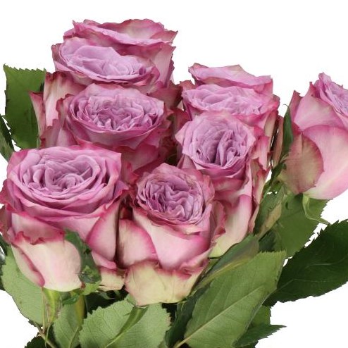 ROSE DOLCETTO