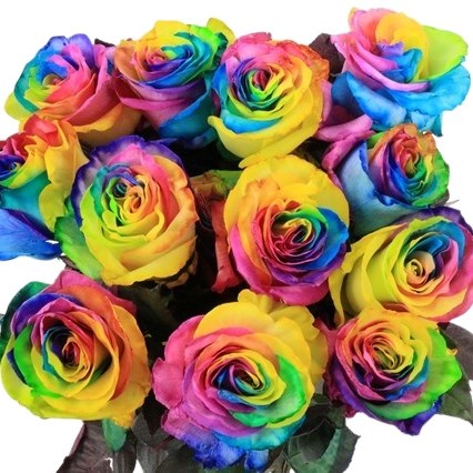 ROSE DYED RAINBOW (ECUADOR LARGE HEADS)