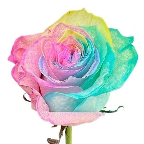 ROSE DYED RAINBOW PASTEL