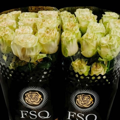 ROSE DYNAMIC (ECUADOR LARGE HEADS)